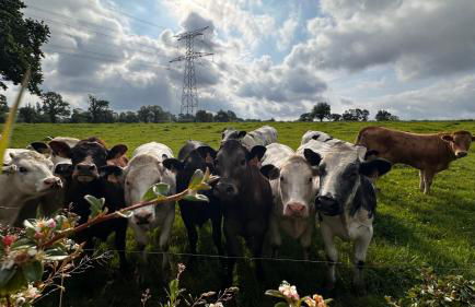 Domaine Les Fontaines - Foto 10