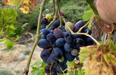 Algarrobo Azul - Foto 30