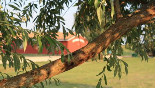 Agriturismo Ca' Pisani - Foto 5