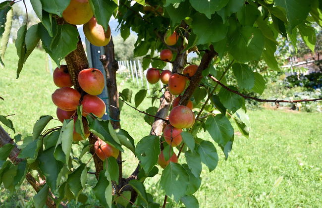 Agriturismo Il Colle - Foto 76