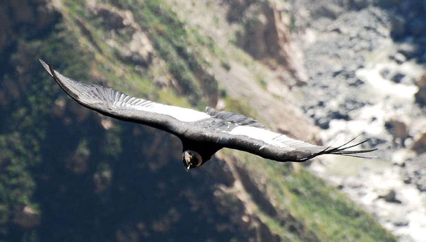 Chonta Viewpoint, Tarawasi & Killarumiyoq Private Tour - Foto 4