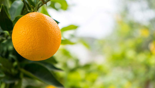 Konispol Day Trip - Foto 5