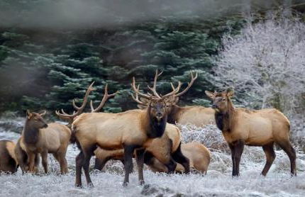 Waterfront Hood Canal-Private Beach-Boat-Kayaks - Foto 17