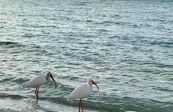 SEA MIST - Oceanfront-Lake-Kayak-Paddleboard-Bike - Foto 43