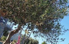 Villa Aegean Balcony - Foto 44