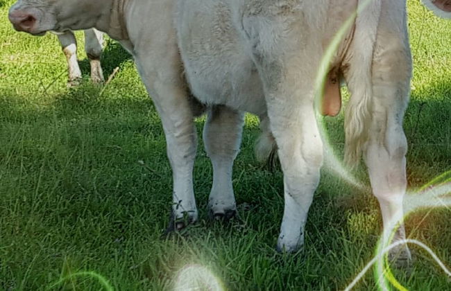 Beautiful Vacation Home CBC FARMS - Photo 28