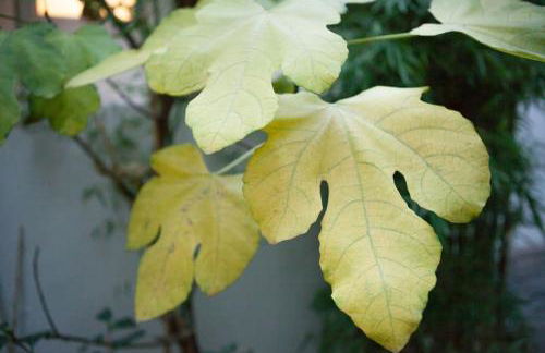Charming studio in a courtyard in Paris - Foto 24