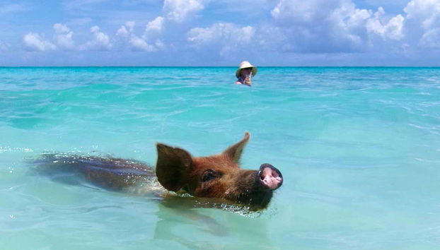 Amaréis la experiencia con estos amigables animales