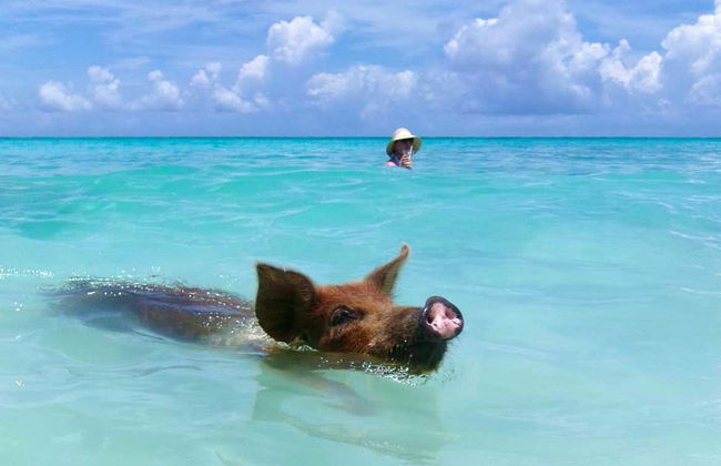 Excursión a Rose Island con avistamiento de cerdos - Foto 2