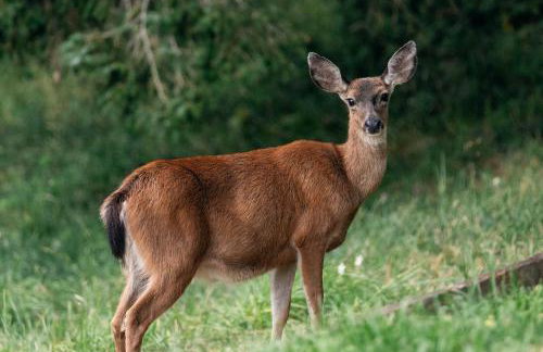 Pacific View Cottage - 100 High with Ocean Views - Foto 27