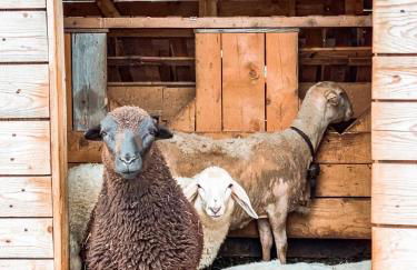 AGRITURISMO DAL PEROTIN - Photo 13