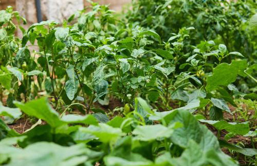 Beloc House Lopud Island - Photo 68