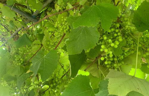 Casa Otilia - Rural - Camino de Santiago - Arzúa - Foto 47