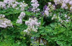 Pension zum Hirschstein - Photo 27