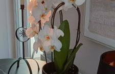 Oaza spokoju - Walendów - Photo 12