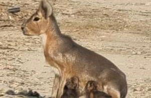 Agriturismo Villa Paradiso Esotico - Photo 11