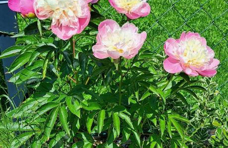 Ferien im Kühbergstadl - Foto 21