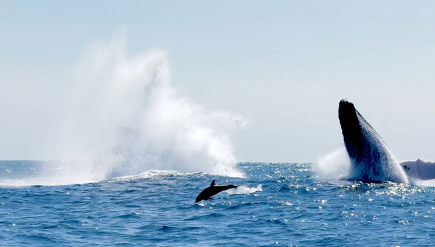 Whale playing with dolphins