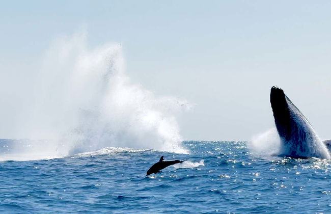 Crociera nella baia di Santa Cruz all'alba - Foto 2