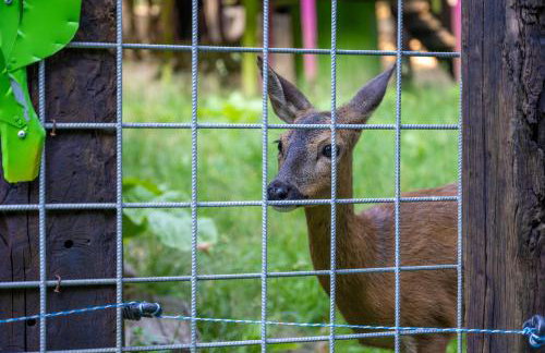 Mountain Escape house with indoor pool - Foto 56