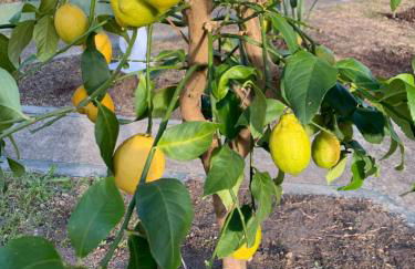 Le Domaine de l’Orangeraie - Foto 40