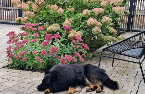 Altes Grabenhöfchen - 5 Sterne Ferienhaus - Foto 27