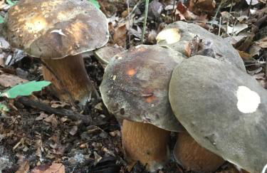 Maison Hortense - Foto 18