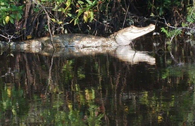 Tour por el Bosque Nacional de Tapajós - Foto 6