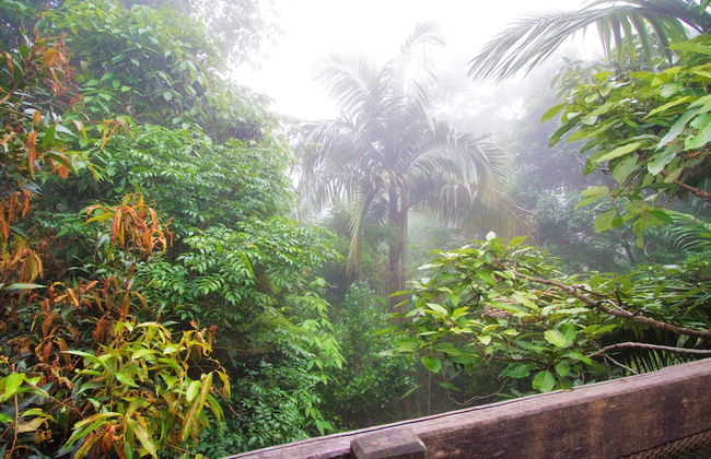 Mt Glorious Getaways - Foto 33