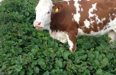 Le Ginestre - Foto 33