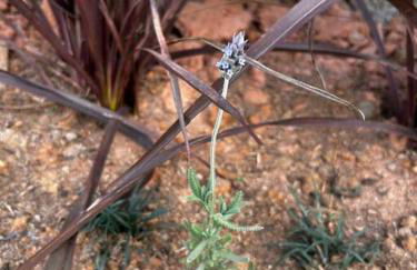 Chalé Container - Luxo Rústico - Foto 7