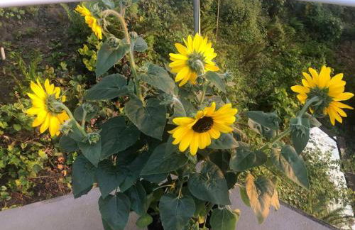 1-Bedroom Seaview Guesthouse on Seattle Luxury Estate with Views of Olympic Mountains - Foto 44