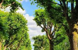 Maison avec jardin Auxerre - Foto 10