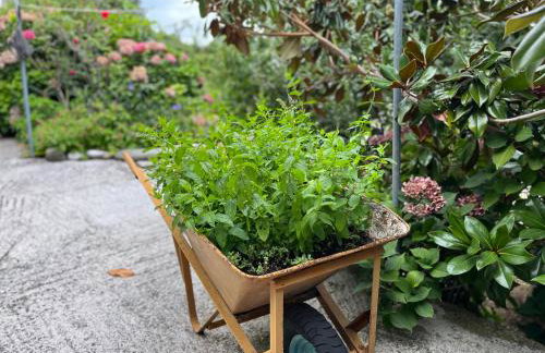 Guest House Pafili - Foto 40