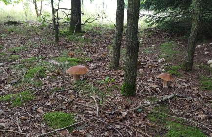 Wyskok 1 - dom z widokiem - Foto 45