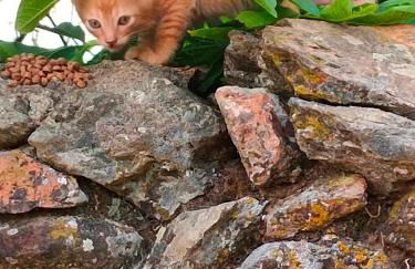 Cercado de arriba - Foto 30