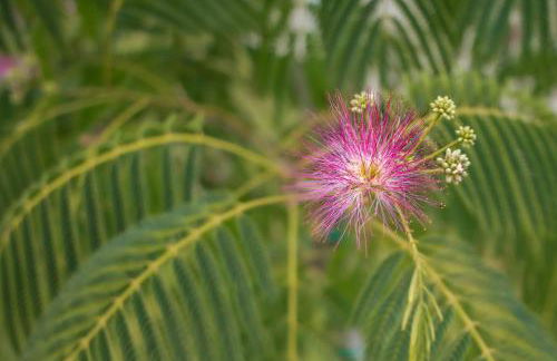 Le Flamboyant - Confort & Rareté - Premium - Photo 45