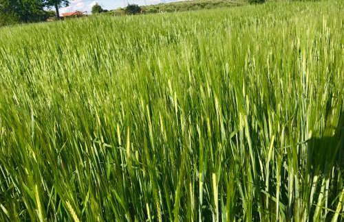 Agroturystyka nad jeziorem Silickim Ilińscy - Foto 22