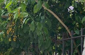 Vintage Home - bilocale in Salento - Foto 7