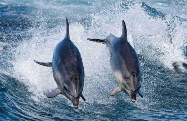 Cruzeiros pela Ilha Bruny - Cruzeiro de 3 horas pela Natureza Selvagem - Foto 7