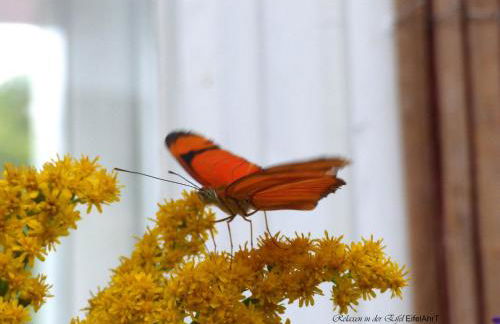 Relaxen am Nationalpark Eifel - Foto 63