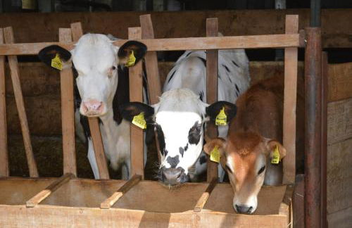 Agriturismo Anví - Photo 13