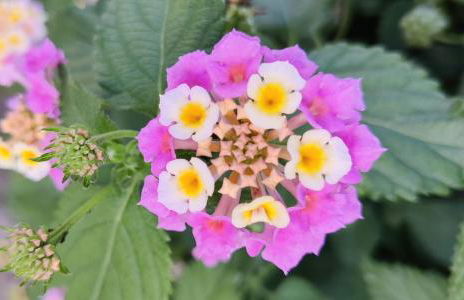 Excellent T2 apartment with pools 400m Falesia beach - Foto 34