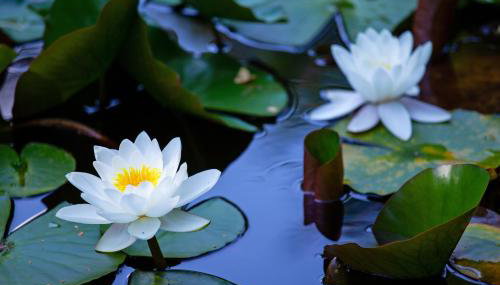 Ferienwohnung - Nähe Kaiserslautern - Foto 5