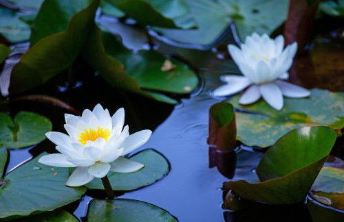 Ferienwohnung - Nähe Kaiserslautern - Foto 5