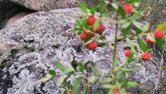 Su SKUSORGIU - Foto 2