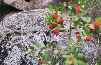 Su SKUSORGIU - Foto 2