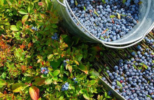 Noonie's Nest Waterfront Cottage on Mount Desert Isle - Foto 26