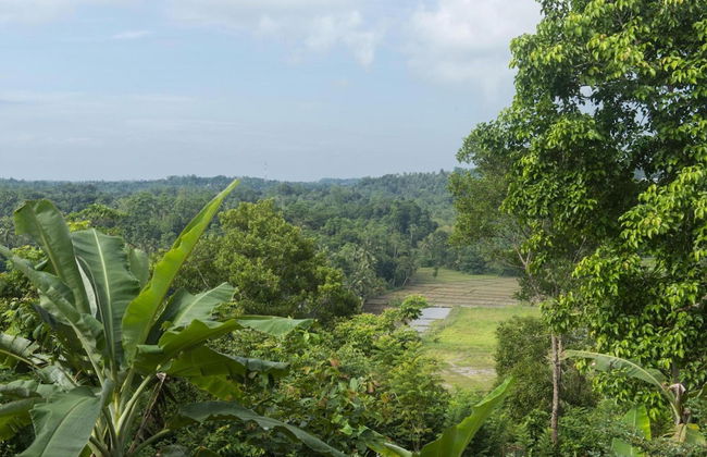 08 Acre Private Tea Estate Close To Galle - Photo 35