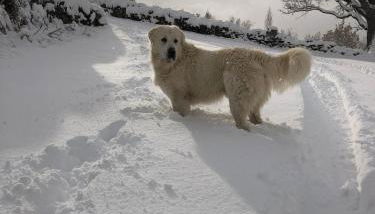 Acogedor apartamento a las puertas de Ordesa - Foto 2